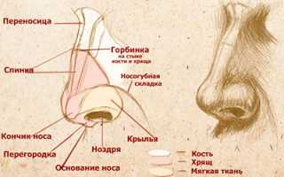 Прыщ на носу: примета расскажет, на что обратить внимание